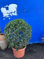 Topiary Jasmine