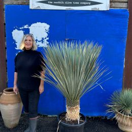 Tall Yucca Rostrata
