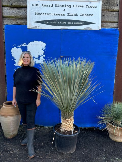 Tall Yucca Rostrata