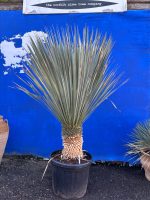 Tall Yucca Rostrata