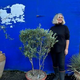 ‘Parachute’ pruned mini Italian Olive tree