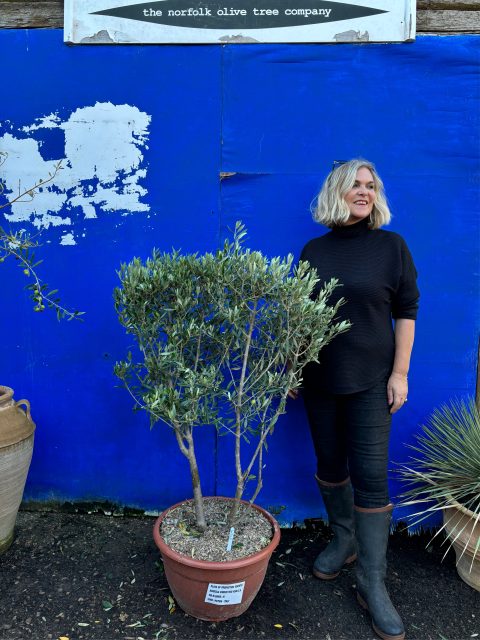 ‘Parachute’ pruned mini Italian Olive tree