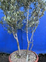 ‘Parachute’ pruned mini Italian Olive tree