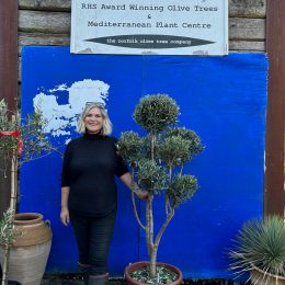 Pom Pom Olive Tree for sale