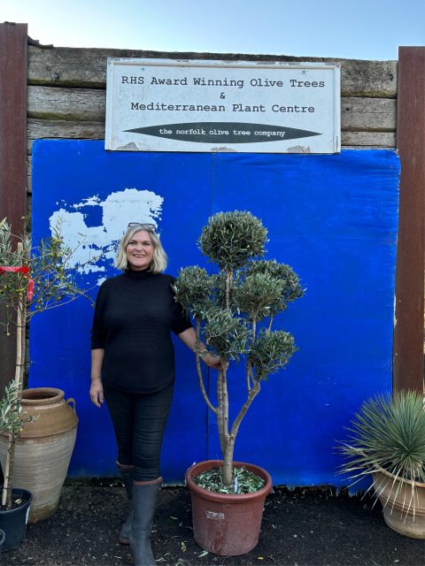 Pom Pom Olive Tree for sale
