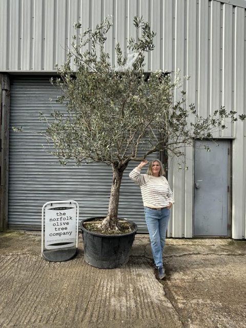 Mature Tuscan Olive Tree