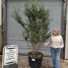 ‘Parachute’ pruned Italian Olive tree