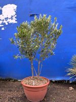 ‘Parachute’ pruned mini Italian Olive tree