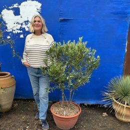 ‘Parachute’ pruned mini Italian Olive tree