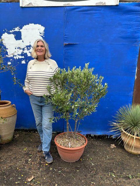 ‘Parachute’ pruned mini Italian Olive tree