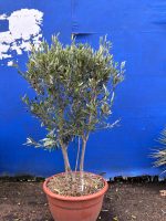 ‘Parachute’ pruned mini Italian Olive tree