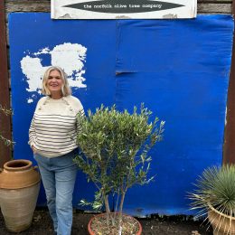 ‘Parachute’ pruned mini Italian Olive tree