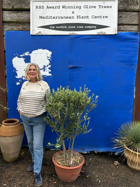 ‘Parachute’ pruned mini Italian Olive tree