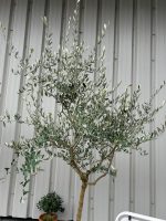 Tuscan Olive tree