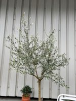 Open crown Olive Tree