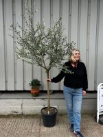Open crown Olive Tree