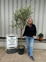 Frantoio Olive tree