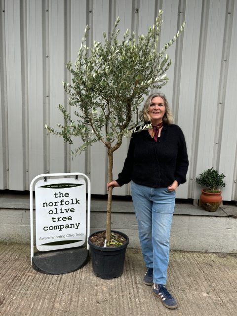 Frantoio Olive tree