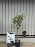 Open crown Olive Tree