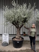 Ancient Olive Tree
