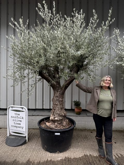 Ancient Olive Tree