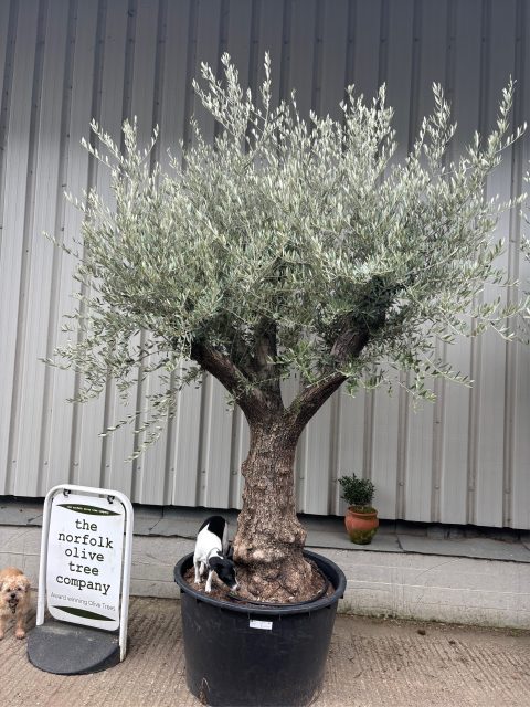 Ancient Olive Tree