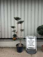 Niwaki cloud Olive Tree