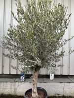 Patio Olive tree