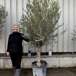 Patio Olive tree