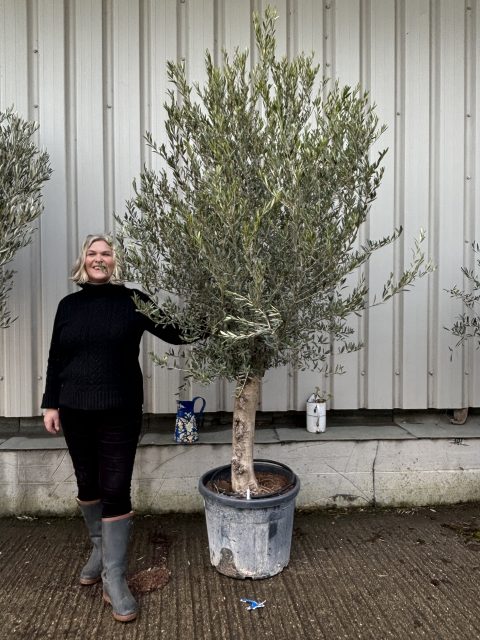 Patio Olive tree