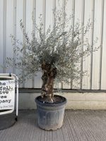 Charming gnarled Olive tree