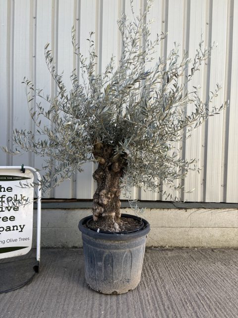 Charming gnarled Olive tree
