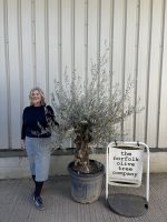 Olive Trees