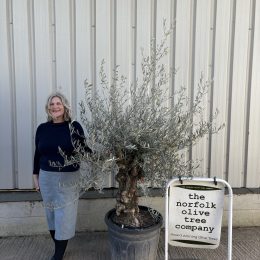 Olive Trees
