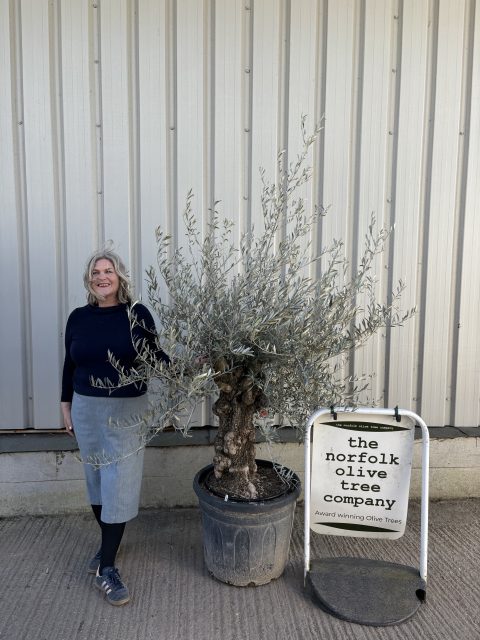 Olive Trees