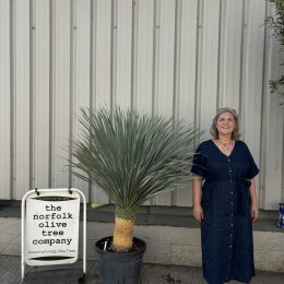 Tall Yucca Rostrata
