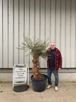 Small gnarled Olive tree