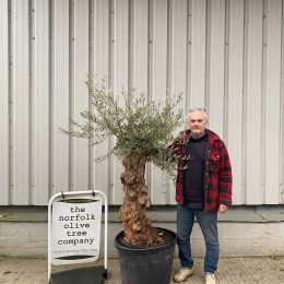 Small gnarled Olive tree