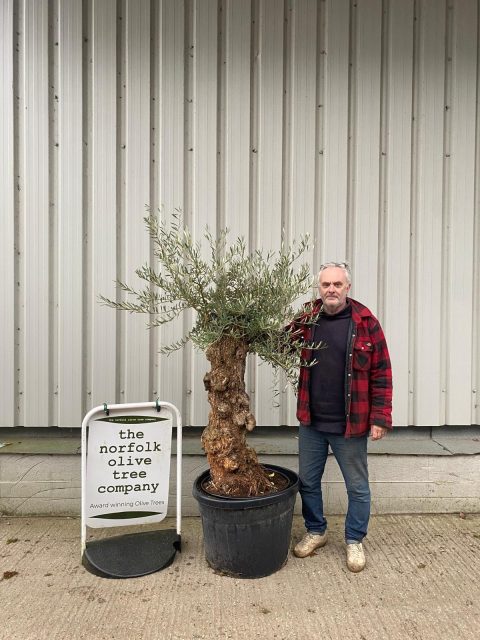 Small gnarled Olive tree