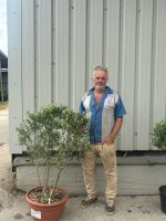Italian Olive Tree for sale