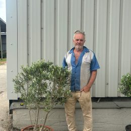 Italian Olive Tree for sale