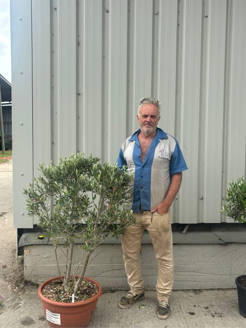 Italian Olive Tree for sale