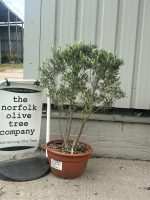Italian Olive Tree for sale