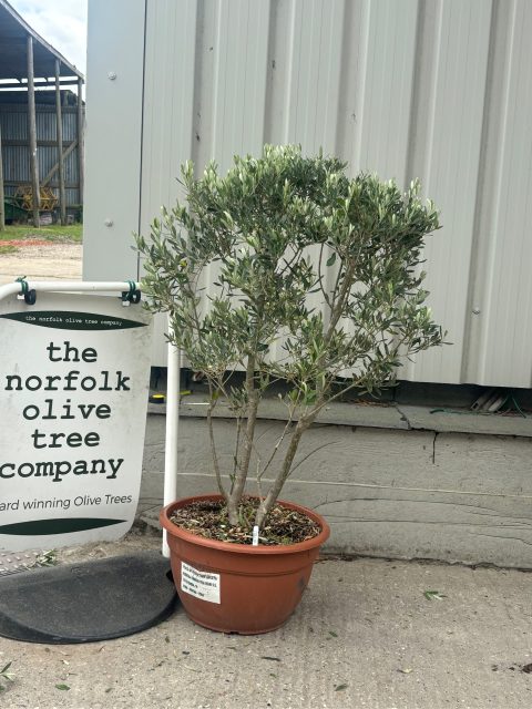 Italian Olive Tree for sale