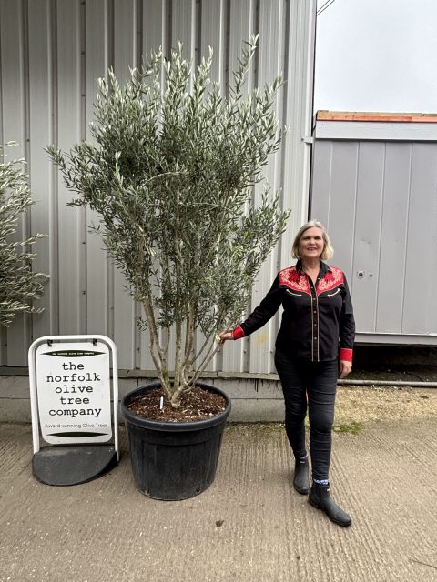 ‘Parachute’ pruned Italian Olive tree
