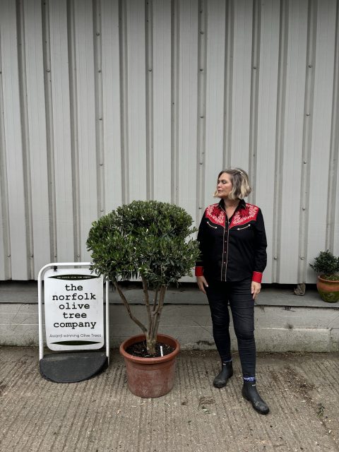 Italian Olive Tree for sale