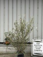 Wild Olive Tree - Oleaster variety.