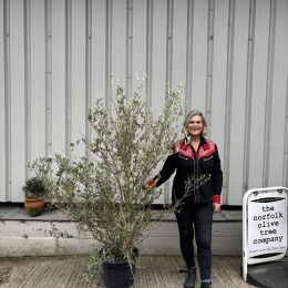 Wild Olive Tree - Oleaster variety. Free delivery.