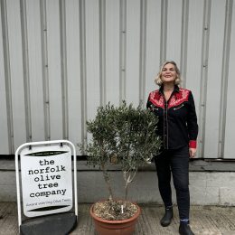 ‘Parachute’ pruned mini Italian Olive tree - free delivery