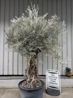 Ancient Olive Tree